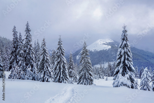 On the lawn covered with snow there is a trodden path leading to the high mountains with snow white peaks, trees in the snowdrifts. Beautiful landscape on the cold winter foggy morning.