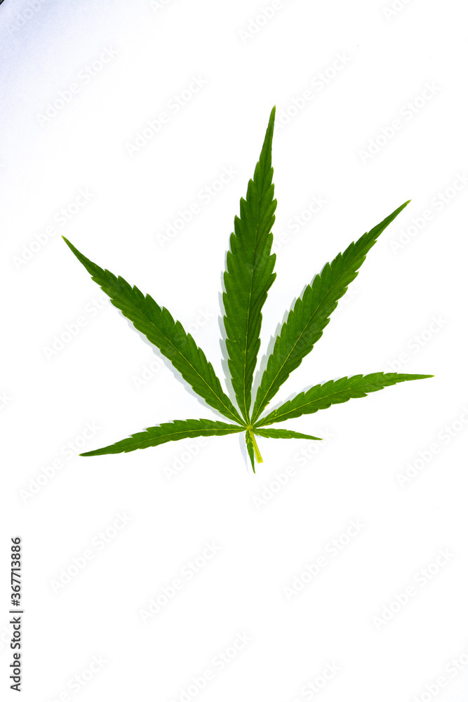 canabis marijuana leaf sativa weed hemp hash leafs canabis marijuana leaf sativa weed hemp hash leafs