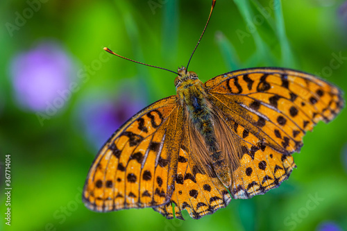 Close up of orange butterfly on flower © Sven Pfister 