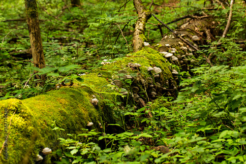 moss covered stem with mushrooms