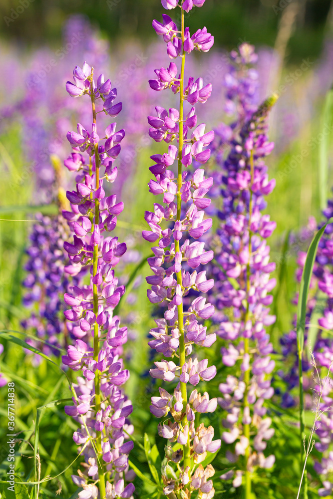 Obraz premium Flowers of purple lupin on the field in natural sunlight.