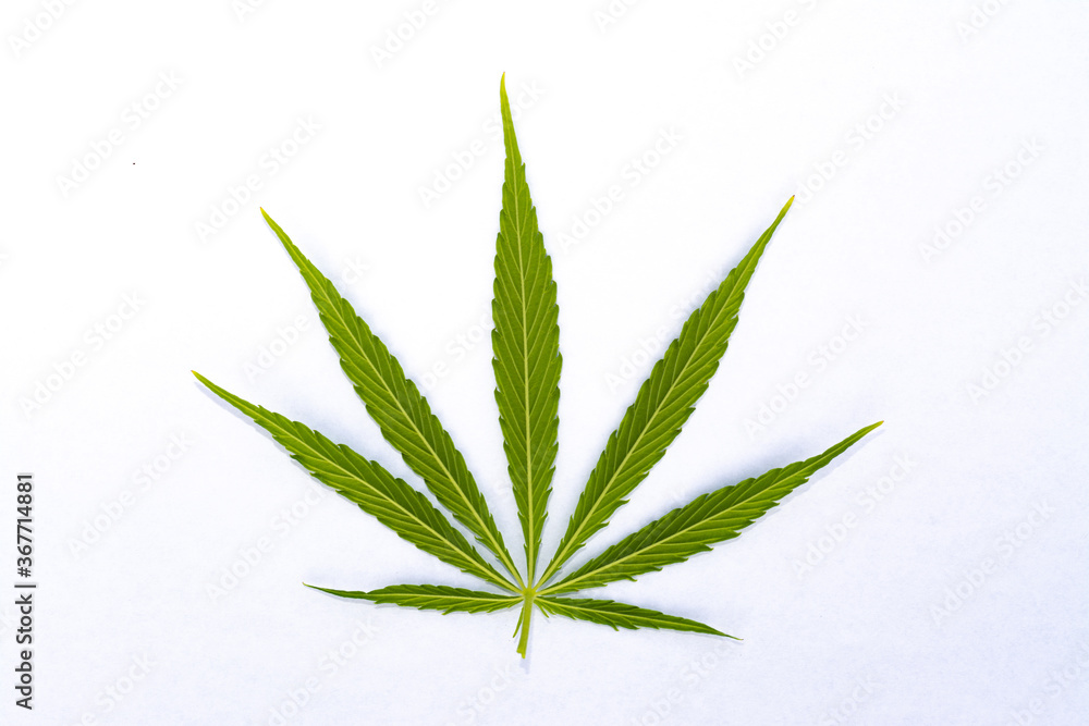 canabis marijuana leaf sativa weed hemp hash leafs canabis marijuana leaf sativa weed hemp hash leafs