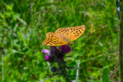 Close up of orange butterfly on purple thistle flower