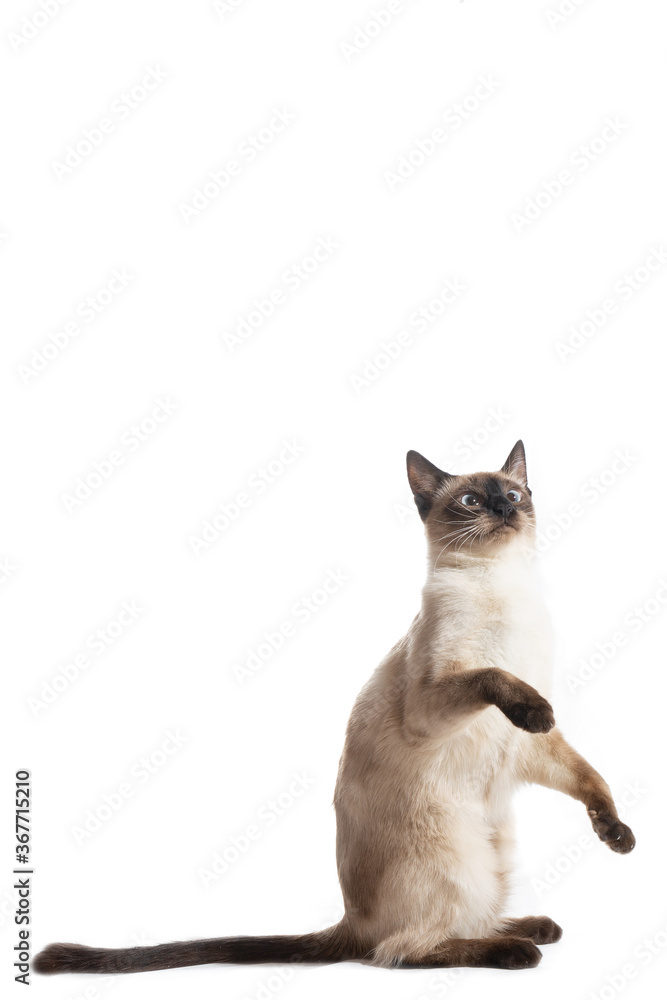 The cat sits on its hind legs and lifts its front paws. Stock Photo Adobe Stock