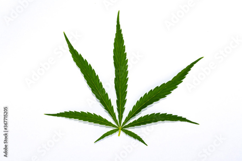 canabis marijuana leaf sativa weed hemp hash leafs