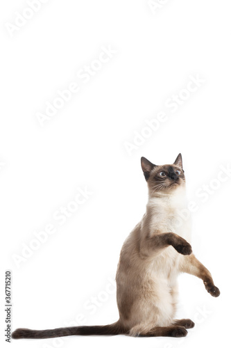 The cat sits on its hind legs and lifts its front paws.