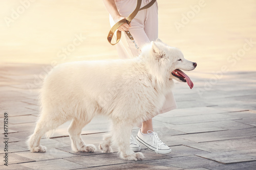 Young woman with cute dog walking outdoors