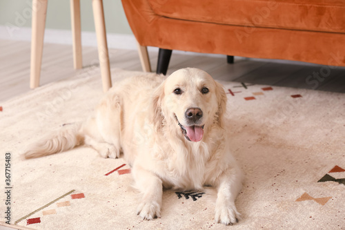 Fototapeta Naklejka Na Ścianę i Meble -  Cute funny dog on soft carpet at home