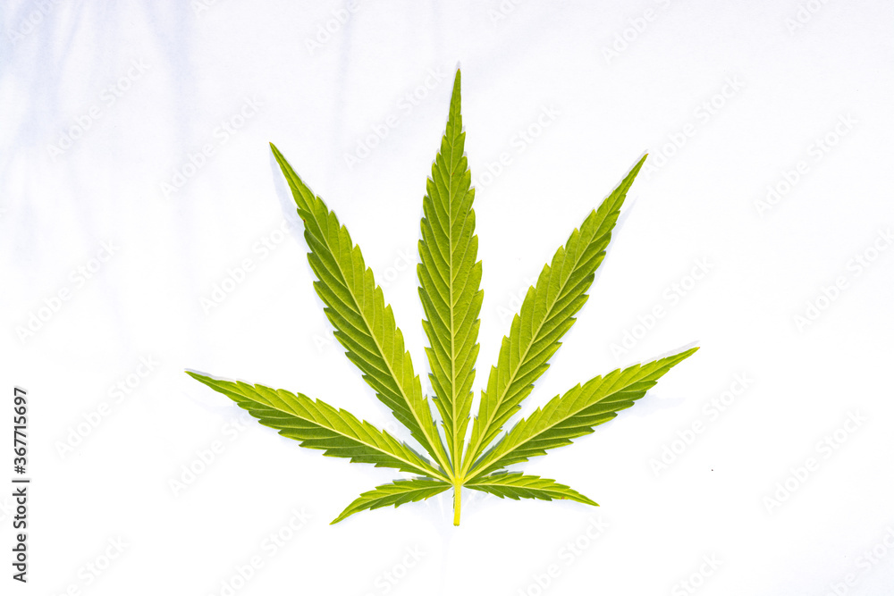 canabis marijuana leaf sativa weed hemp hash leafs canabis marijuana leaf sativa weed hemp hash leafs
