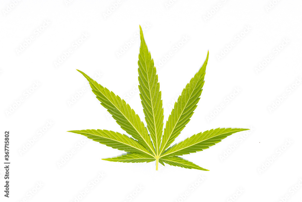 canabis marijuana leaf sativa weed hemp hash leafs canabis marijuana leaf sativa weed hemp hash leafs