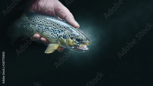 Beautiful brown trout caught on the fly.