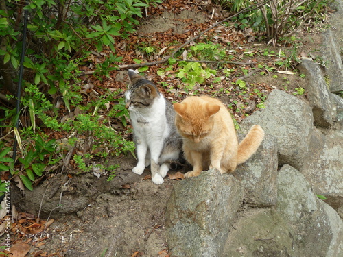 気まずい雰囲気の野良猫２匹
