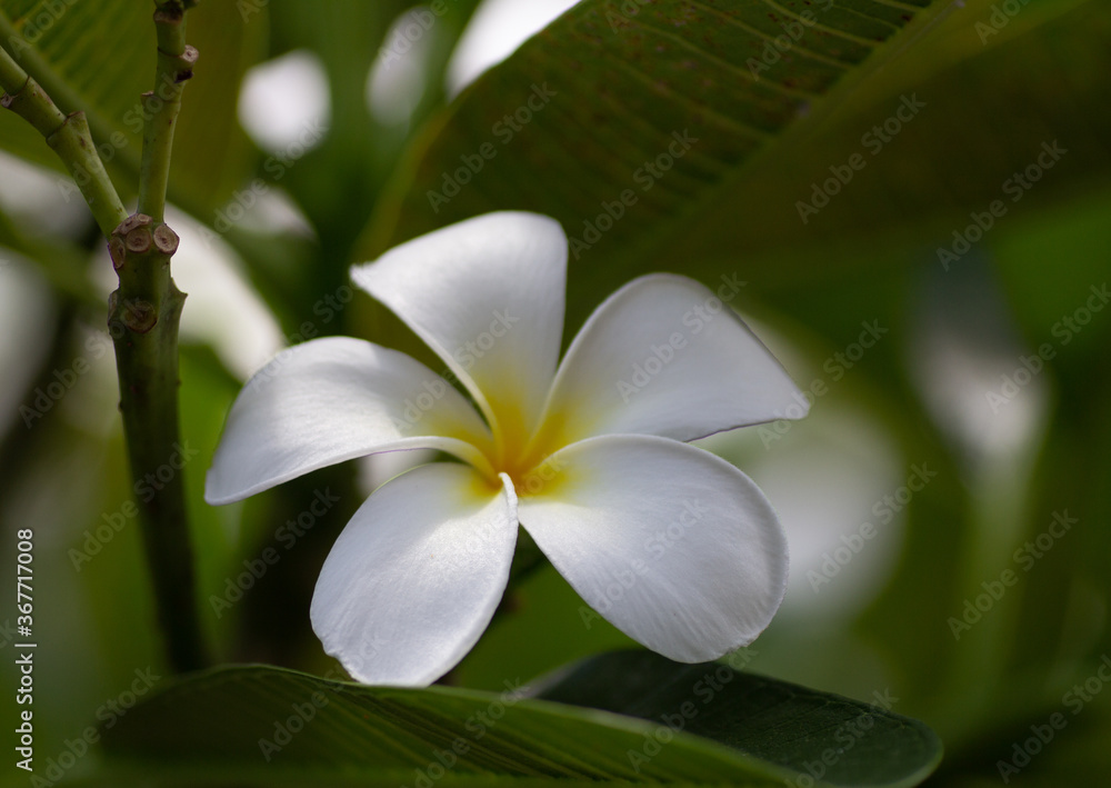 Plumeria flowers on the tree, blurred green background. Plumeria flowers on the tree, blurred green background.