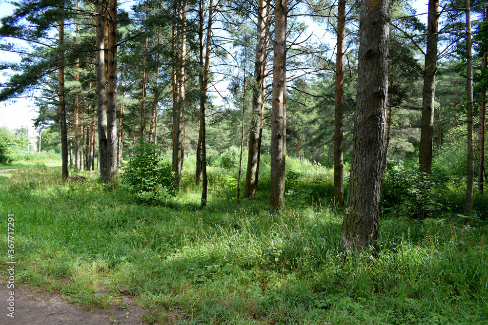 Fototapeta premium trees in the forest
