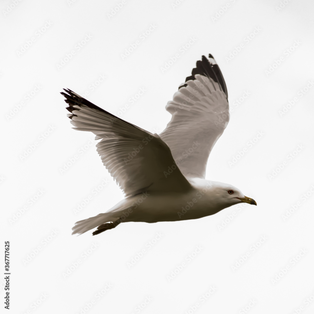 Fototapeta premium Seagull flying in the sky