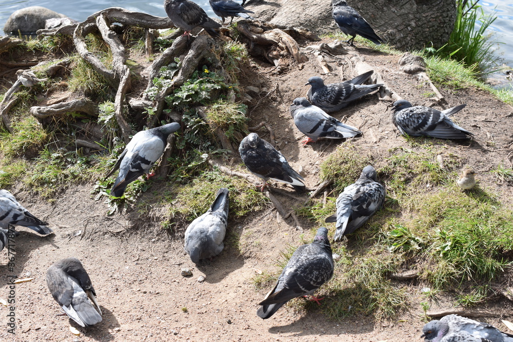 Fototapeta premium pigeons on the ground