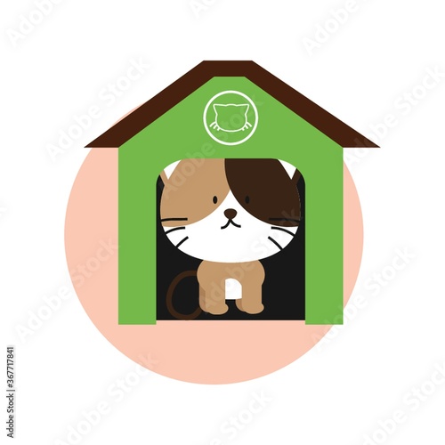 cat home
