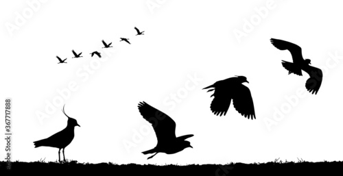 Northern lapwing take off in field. Vector silhouette photo