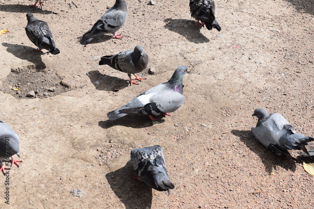 Fototapeta premium pigeons on the street