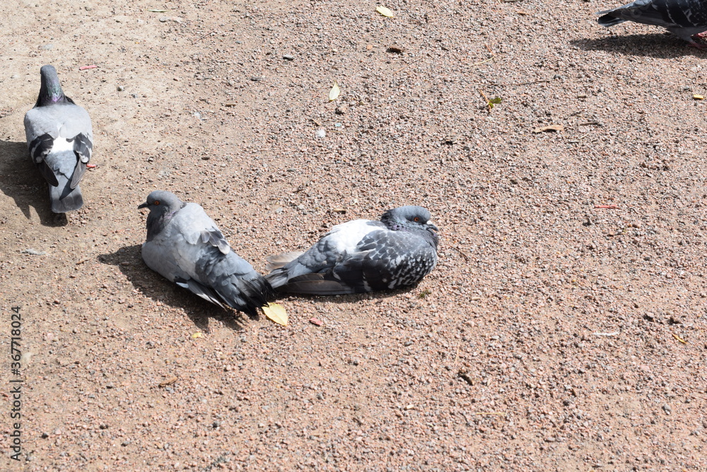 Fototapeta premium pigeons on the beach