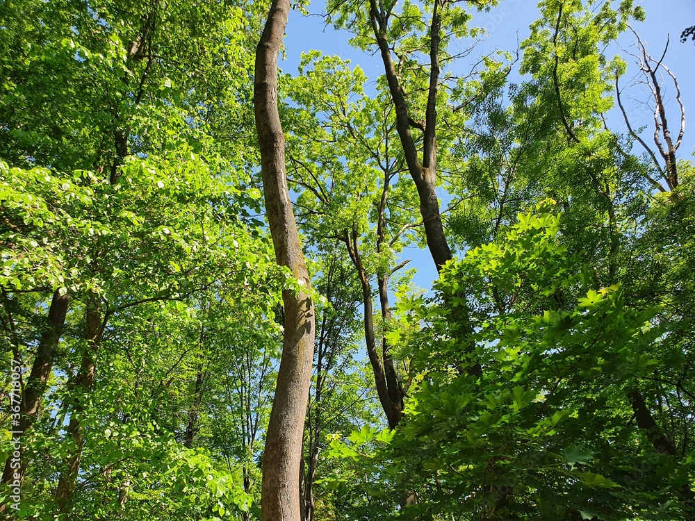 Fototapeta premium Natur (Germany)