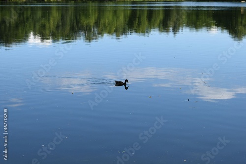 ducks swim in the pond