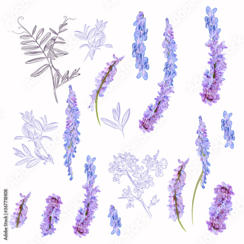 Collection of vector field purple flowers for design