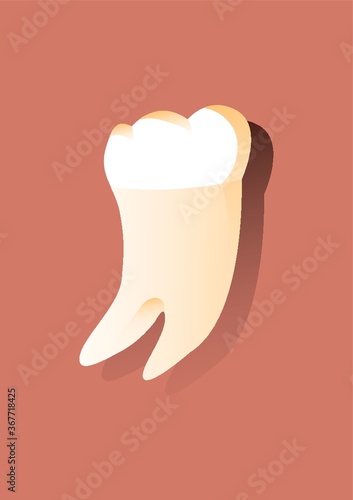 molar tooth