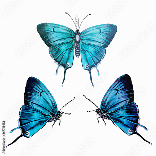 Collection of vector hand drawn realistic blue butterflies on white