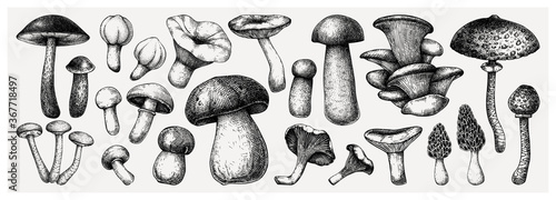 Photo Edible mushrooms vector illustrations collection