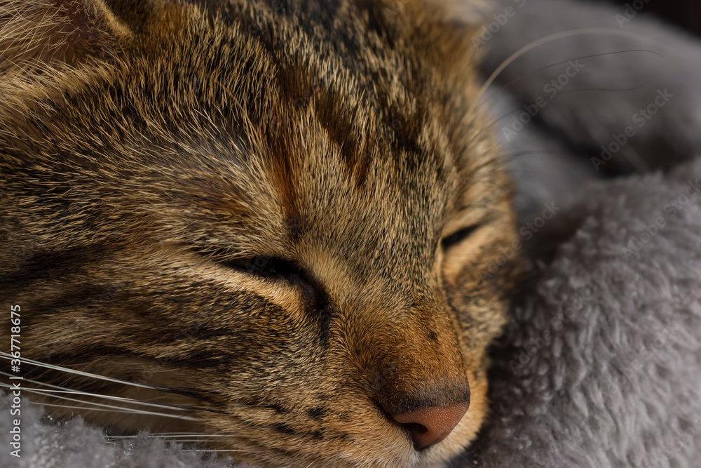 Close up portrait of head of cat sleeping Close up portrait of head of cat sleeping