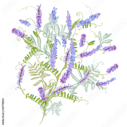 Floral illustration with purple blossom mouse peas plant realistic isolated o...