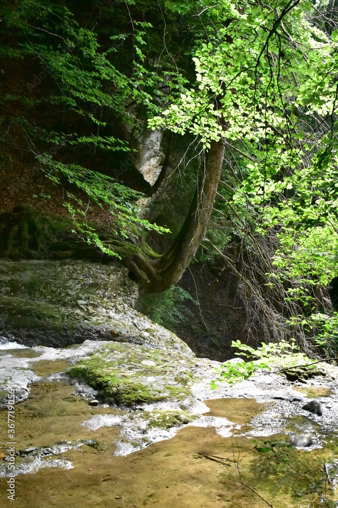 Fototapeta premium ein Baum der sich neben einem Wasserfall an en Abhang krallt