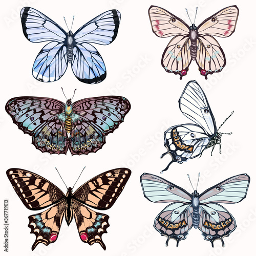 Set of vector realistic butterflies for design in vintage style