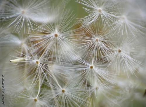 Dandelion seeds about to fall to the ground.