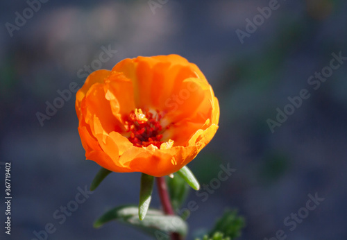 beautiful orange purslane flower decorative closeup 
