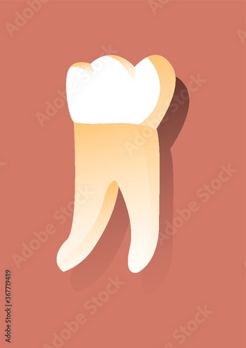 molar tooth