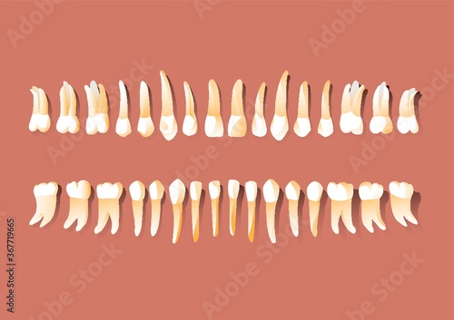types of tooth