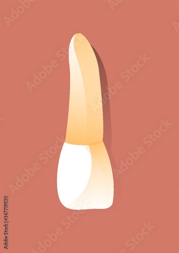 incisors tooth