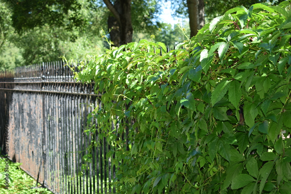 metal fence covered with bindweed metal fence covered with bindweed