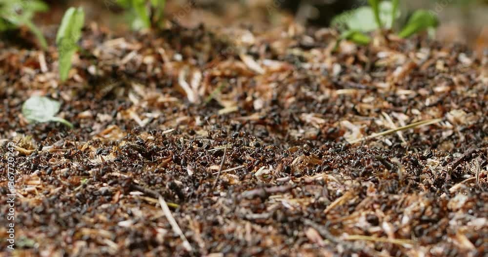 ants on anthill in slow motion ants on anthill in slow motion