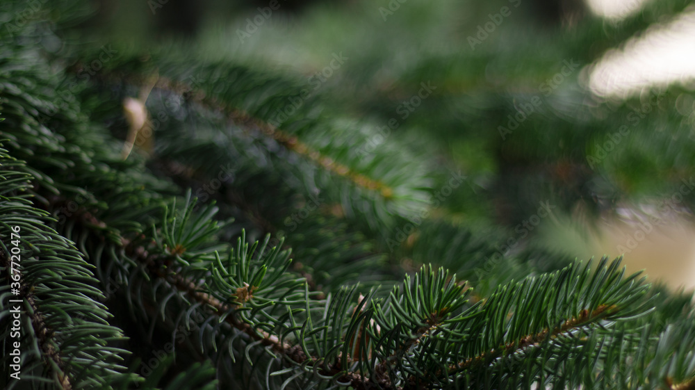 Green spruce branches, blurred bokeh background, close-up. Green natural background.