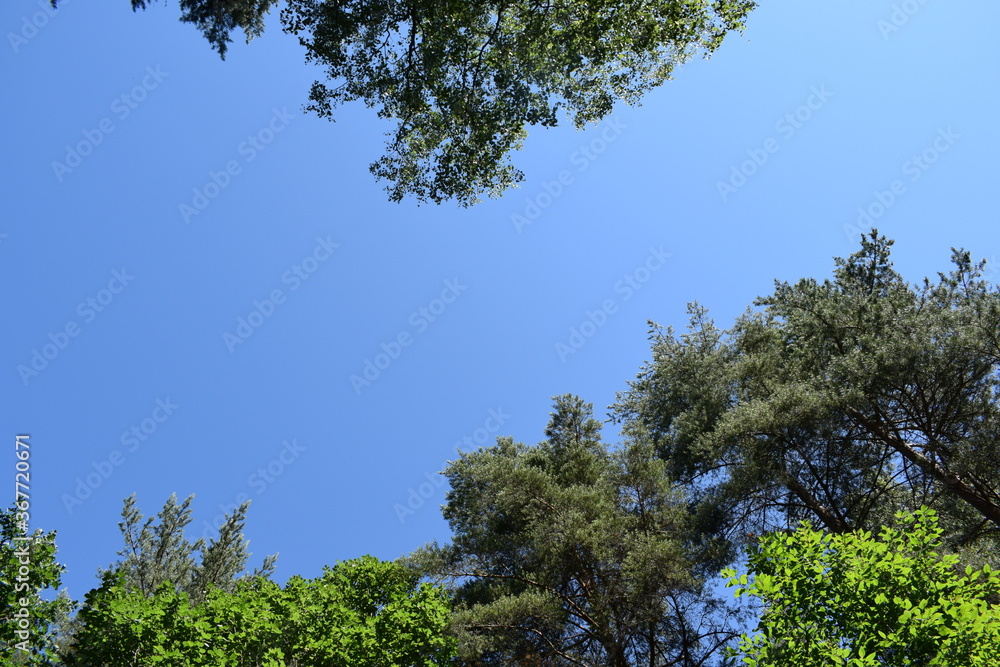 Fototapeta premium tree branches against the blue sky
