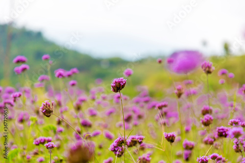 The flower in the garden. The background image of the colorful flowers, Flowers and cactus In the botanical garden. Verbena field nature background , colorful flowers purple blooming in garden © kanpisut