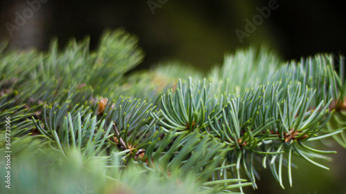 Green spruce branches, blurred bokeh background, close-up. Green natural background.