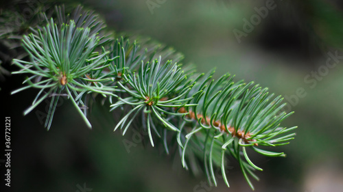 Green spruce branches, blurred bokeh background, close-up. Green natural background.