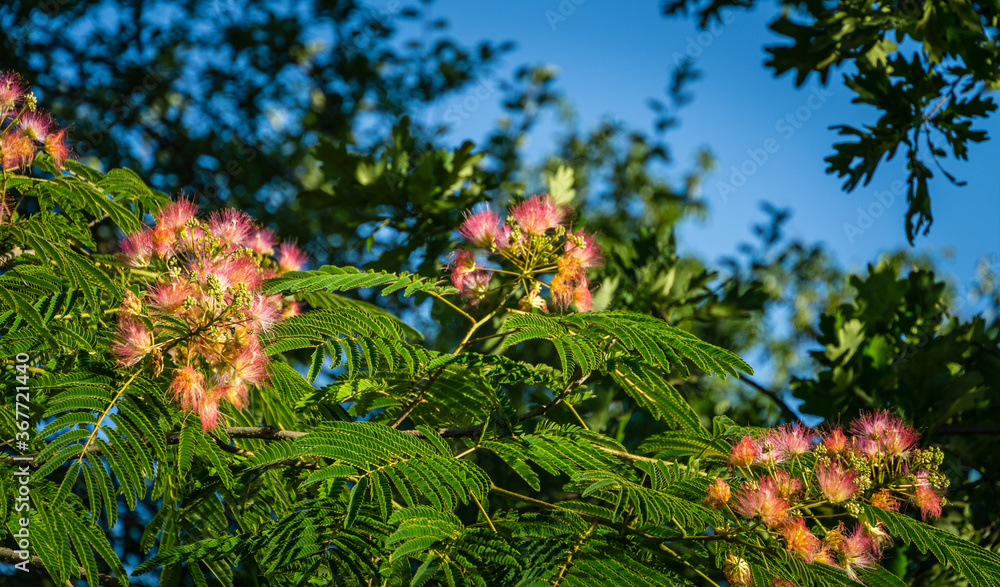Delicate green leaves of Persian silk tree (Albizia julibrissin) on blurred greenery. Japanese acacia or pink silk tree the family Fabaceae.