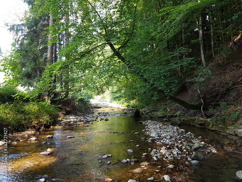 Spaziergang mit meinen Hunden an einem heissen Julitag durch den k  hlenden Baach