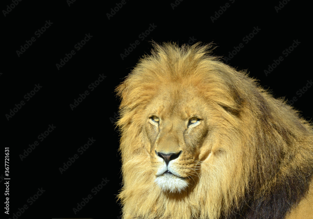 Lion face isolated on black background