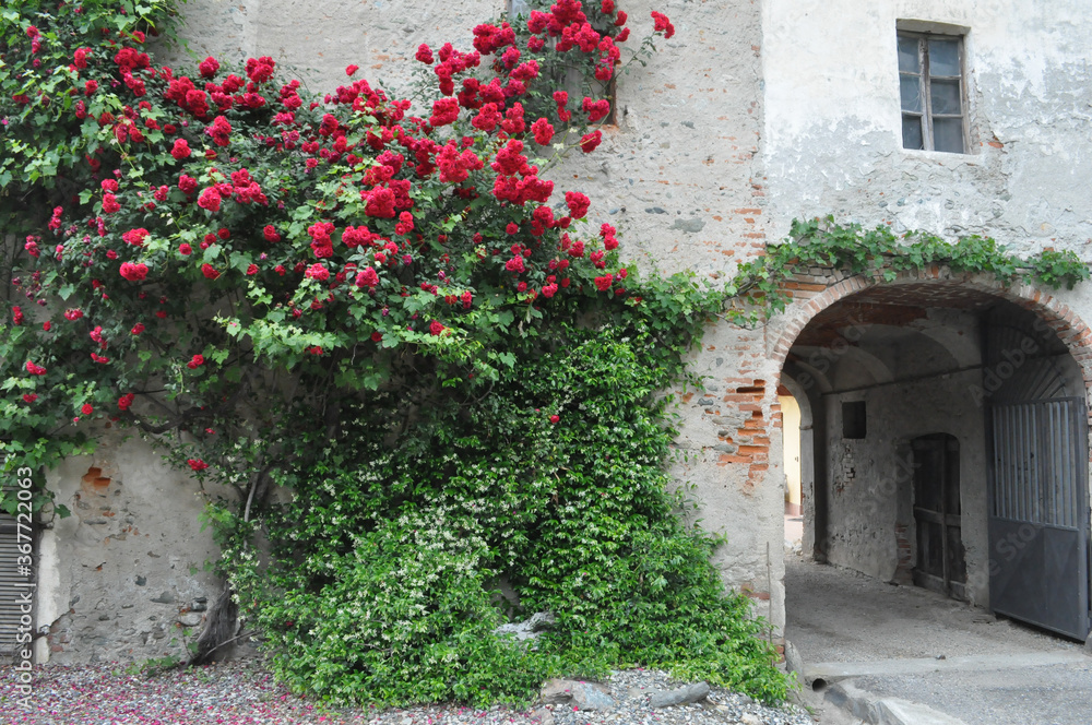 rose plant (Rosa) red flower on ancient wall
